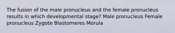 The fusion of the male pronucleus and the female pronucleus results in which developmental stage? Male pronucleus Female pronucleus Zygote Blastomeres Morula