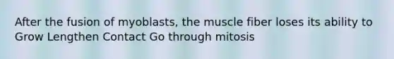 After the fusion of myoblasts, the muscle fiber loses its ability to Grow Lengthen Contact Go through mitosis