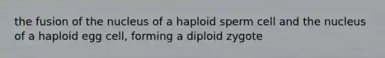 the fusion of the nucleus of a haploid sperm cell and the nucleus of a haploid egg cell, forming a diploid zygote