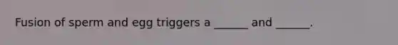 Fusion of sperm and egg triggers a ______ and ______.