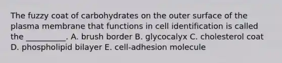 The fuzzy coat of carbohydrates on the outer surface of the plasma membrane that functions in cell identification is called the __________. A. brush border B. glycocalyx C. cholesterol coat D. phospholipid bilayer E. cell-adhesion molecule