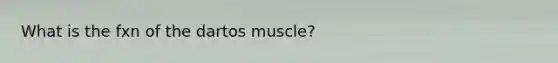 What is the fxn of the dartos muscle?