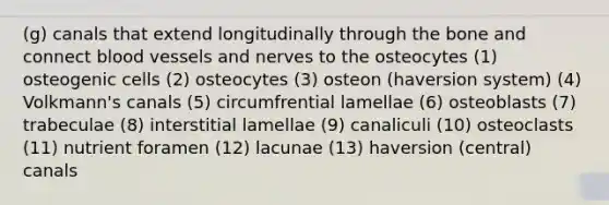 (g) canals that extend longitudinally through the bone and connect blood vessels and nerves to the osteocytes (1) osteogenic cells (2) osteocytes (3) osteon (haversion system) (4) Volkmann's canals (5) circumfrential lamellae (6) osteoblasts (7) trabeculae (8) interstitial lamellae (9) canaliculi (10) osteoclasts (11) nutrient foramen (12) lacunae (13) haversion (central) canals