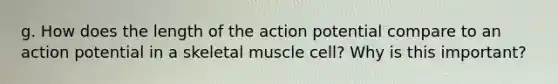 g. How does the length of the action potential compare to an action potential in a skeletal muscle cell? Why is this important?