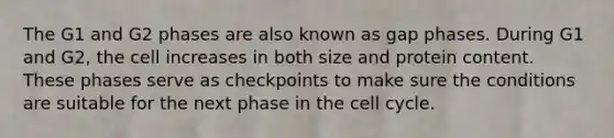 The G1 and G2 phases are also known as gap phases. During G1 and G2, the cell increases in both size and protein content. These phases serve as checkpoints to make sure the conditions are suitable for the next phase in the cell cycle.