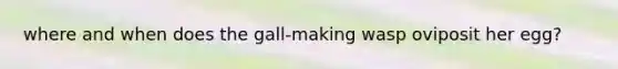 where and when does the gall-making wasp oviposit her egg?
