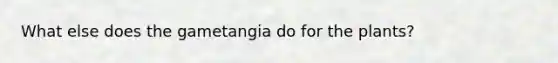 What else does the gametangia do for the plants?