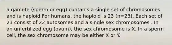 a gamete (sperm or egg) contains a single set of chromosomes and is haploid For humans, the haploid is 23 (n=23). Each set of 23 consist of 22 autosomes and a single sex chromosomes . In an unfertilized egg (ovum), the sex chromosome is X. In a sperm cell, the sex chromosome may be either X or Y.