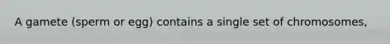 A gamete (sperm or egg) contains a single set of chromosomes,