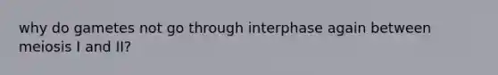 why do gametes not go through interphase again between meiosis I and II?