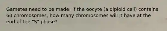 Gametes need to be made! If the oocyte (a diploid cell) contains 60 chromosomes, how many chromosomes will it have at the end of the "S" phase?