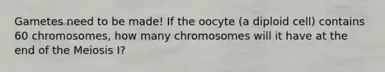 Gametes need to be made! If the oocyte (a diploid cell) contains 60 chromosomes, how many chromosomes will it have at the end of the <a href='https://www.questionai.com/knowledge/krlvDMYQWR-meiosis-i' class='anchor-knowledge'>meiosis i</a>?