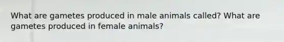 What are gametes produced in male animals called? What are gametes produced in female animals?