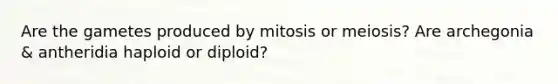 Are the gametes produced by mitosis or meiosis? Are archegonia & antheridia haploid or diploid?