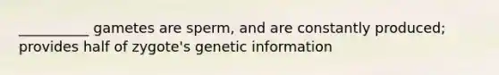 __________ gametes are sperm, and are constantly produced; provides half of zygote's genetic information