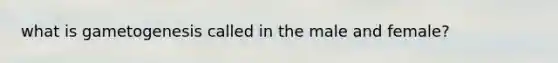 what is gametogenesis called in the male and female?