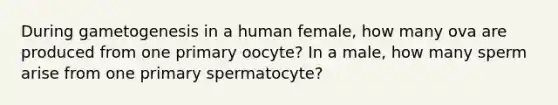 During gametogenesis in a human female, how many ova are produced from one primary oocyte? In a male, how many sperm arise from one primary spermatocyte?