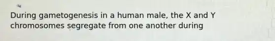 During gametogenesis in a human male, the X and Y chromosomes segregate from one another during