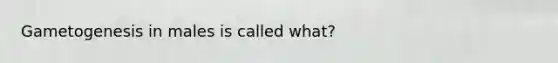 Gametogenesis in males is called what?