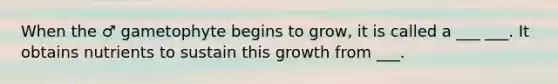 When the ♂ gametophyte begins to grow, it is called a ___ ___. It obtains nutrients to sustain this growth from ___.