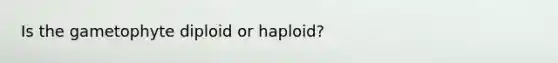 Is the gametophyte diploid or haploid?