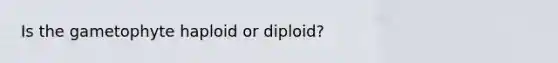 Is the gametophyte haploid or diploid?