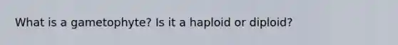 What is a gametophyte? Is it a haploid or diploid?