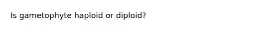 Is gametophyte haploid or diploid?