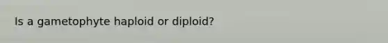 Is a gametophyte haploid or diploid?