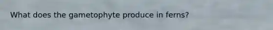 What does the gametophyte produce in ferns?