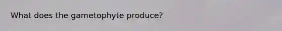 What does the gametophyte produce?