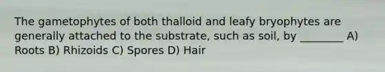 The gametophytes of both thalloid and leafy bryophytes are generally attached to the substrate, such as soil, by ________ A) Roots B) Rhizoids C) Spores D) Hair