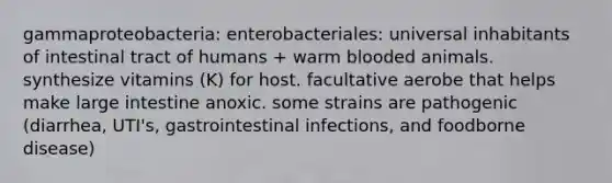 gammaproteobacteria: enterobacteriales: universal inhabitants of intestinal tract of humans + warm blooded animals. synthesize vitamins (K) for host. facultative aerobe that helps make large intestine anoxic. some strains are pathogenic (diarrhea, UTI's, gastrointestinal infections, and foodborne disease)