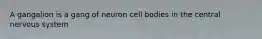 A gangalion is a gang of neuron cell bodies in the central nervous system