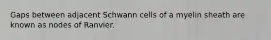 Gaps between adjacent Schwann cells of a myelin sheath are known as nodes of Ranvier.