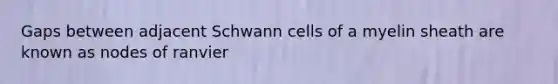 Gaps between adjacent Schwann cells of a myelin sheath are known as nodes of ranvier