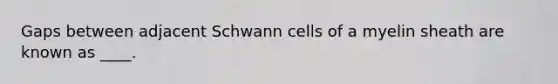 Gaps between adjacent Schwann cells of a myelin sheath are known as ____.