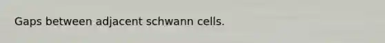 Gaps between adjacent schwann cells.