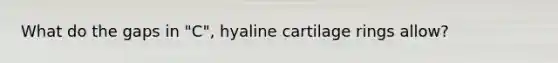 What do the gaps in "C", hyaline cartilage rings allow?