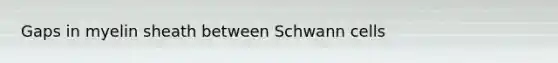 Gaps in myelin sheath between Schwann cells