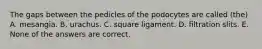 The gaps between the pedicles of the podocytes are called (the) A. mesangia. B. urachus. C. square ligament. D. filtration slits. E. None of the answers are correct.