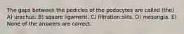 The gaps between the pedicles of the podocytes are called (the) A) urachus. B) square ligament. C) filtration slits. D) mesangia. E) None of the answers are correct.