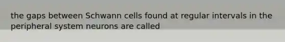 the gaps between Schwann cells found at regular intervals in the peripheral system neurons are called