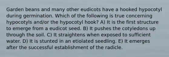 Garden beans and many other eudicots have a hooked hypocotyl during germination. Which of the following is true concerning hypocotyls and/or the hypocotyl hook? A) It is the first structure to emerge from a eudicot seed. B) It pushes the cotyledons up through the soil. C) It straightens when exposed to sufficient water. D) It is stunted in an etiolated seedling. E) It emerges after the successful establishment of the radicle.