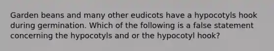 Garden beans and many other eudicots have a hypocotyls hook during germination. Which of the following is a false statement concerning the hypocotyls and or the hypocotyl hook?