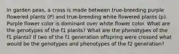 In garden peas, a cross is made between true-breeding purple flowered plants (P) and true-breeding white flowered plants (p). Purple flower color is dominant over white flower color. What are the genotypes of the f1 plants? What are the phenotypes of the f1 plants? If two of the f1 generation offspring were crossed what would be the genotypes and phenotypes of the f2 generation?