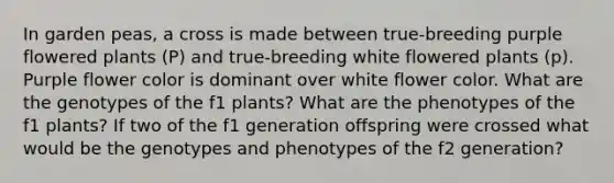 In garden peas, a cross is made between true-breeding purple flowered plants (P) and true-breeding white flowered plants (p). Purple flower color is dominant over white flower color. What are the genotypes of the f1 plants? What are the phenotypes of the f1 plants? If two of the f1 generation offspring were crossed what would be the genotypes and phenotypes of the f2 generation?