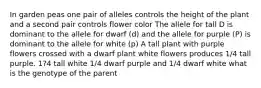 In garden peas one pair of alleles controls the height of the plant and a second pair controls flower color The allele for tall D is dominant to the allele for dwarf (d) and the allele for purple (P) is dominant to the allele for white (p) A tall plant with purple flowers crossed with a dwarf plant white flowers produces 1/4 tall purple. 1?4 tall white 1/4 dwarf purple and 1/4 dwarf white what is the genotype of the parent