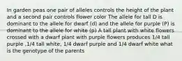 In garden peas one pair of alleles controls the height of the plant and a second pair controls flower color The allele for tall D is dominant to the allele for dwarf (d) and the allele for purple (P) is dominant to the allele for white (p) A tall plant with white flowers crossed with a dwarf plant with purple flowers produces 1/4 tall purple ,1/4 tall white, 1/4 dwarf purple and 1/4 dwarf white what is the genotype of the parents