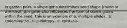 In garden peas, a single gene determines seed shape (round or wrinkled); this gene also influences the form of starch grains within the seed. This is an example of a. multiple alleles.. b. codominance.. c. pleiotropy.. d. epistasis.